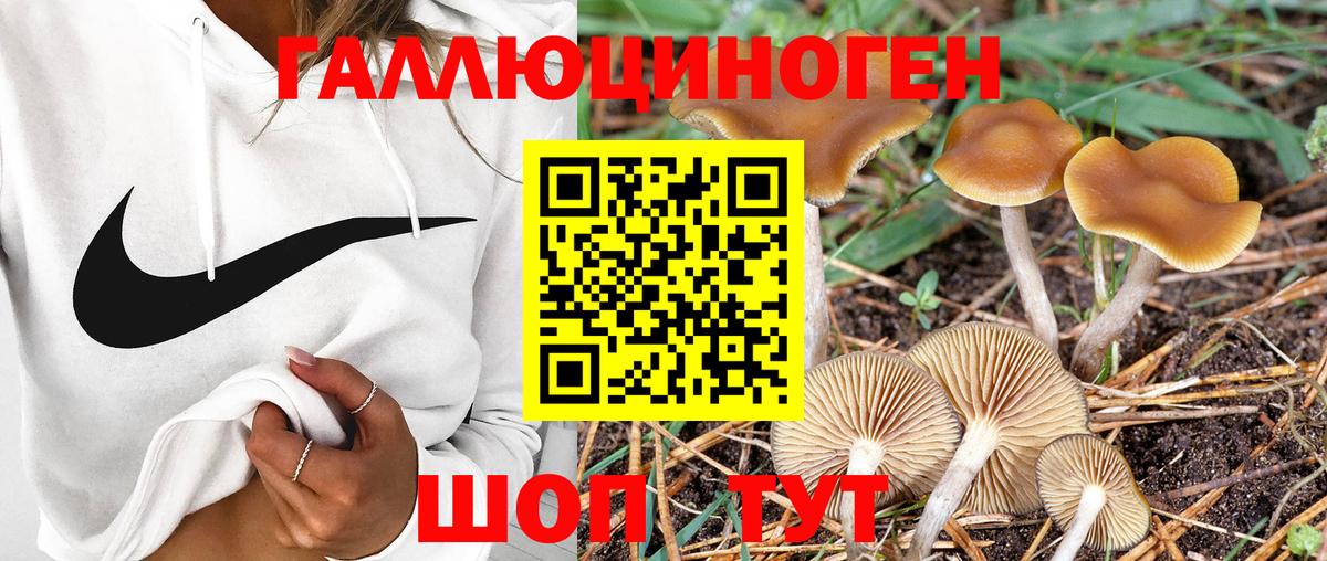 Псилоцибиновые грибы Cubensis  Вход с VPN  Ярославль  Галлюциногенные грибы Psilocybine cubensis 